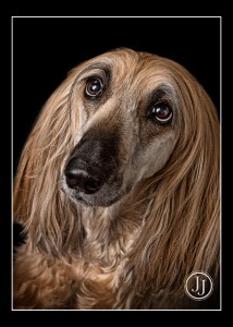 canine portrait